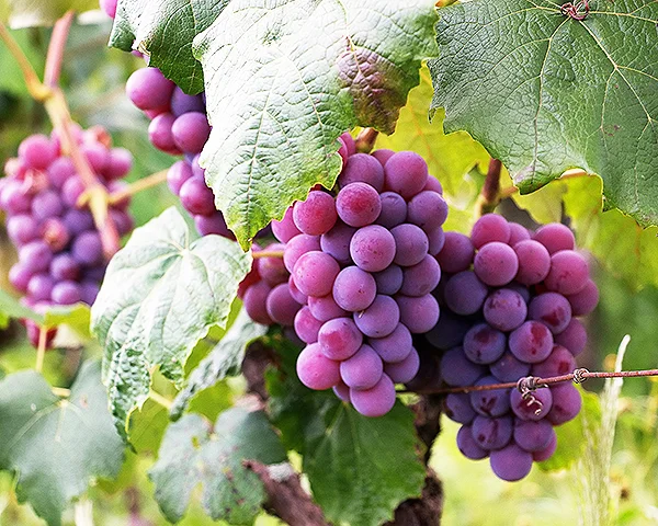 GrapeLand Wine