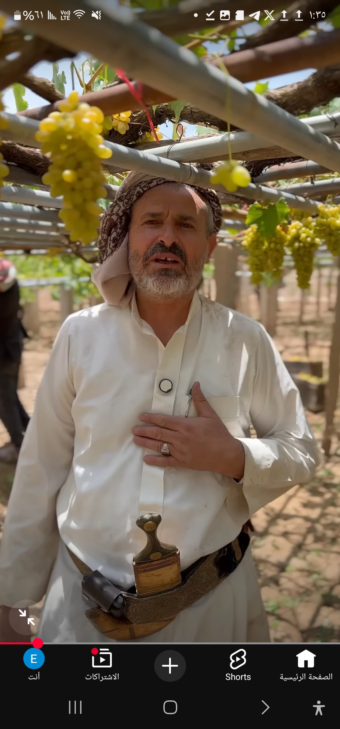 Yemeni farmer presenting golden grapes in the vineyard