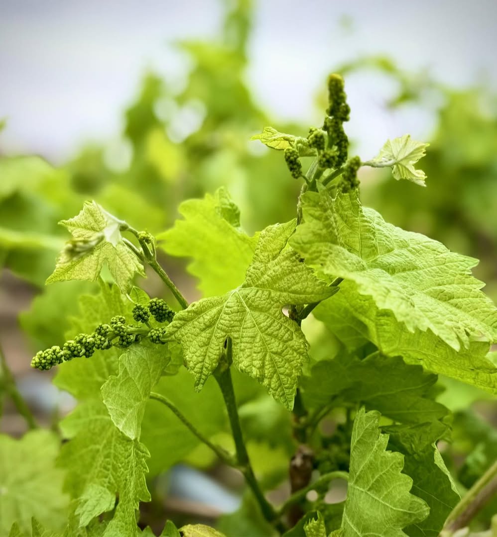 Close-up of fresh Yemeni green grapes with morning dew in high altitude vineyards