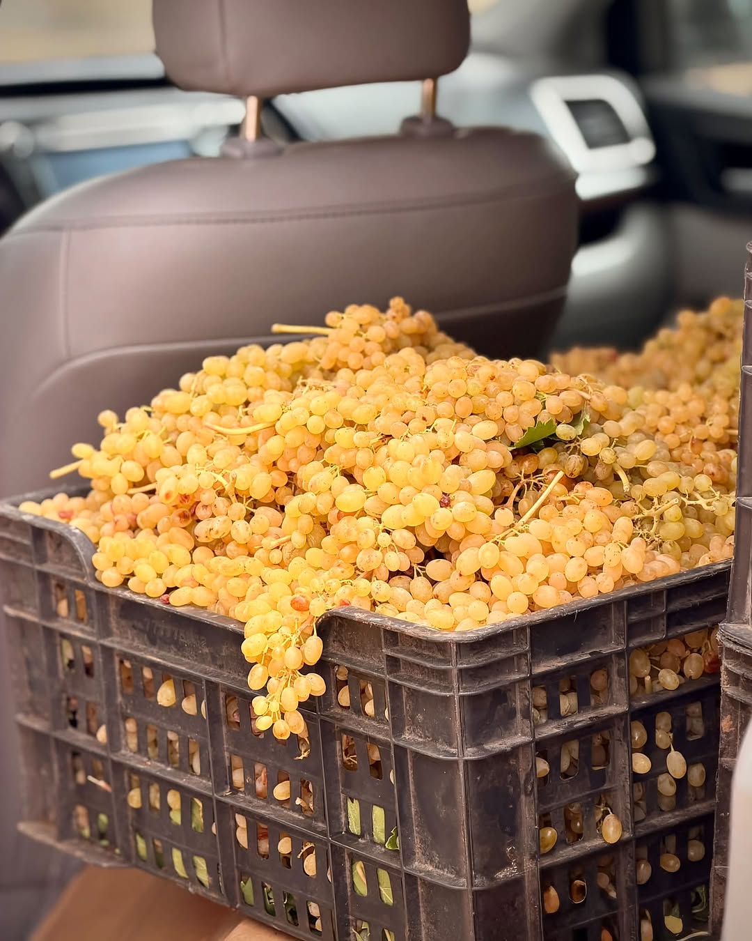Dry highland orchards of Bani Matar, famed for the Yemeni heritage almond